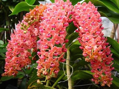 Lan chi Ngọc Điểm loài hoa vô cùng đẹp được nhiều người chọn hoa chơi ngày Tết